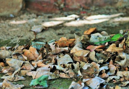 Now, skip bin hire in Brisbane IS cheap!