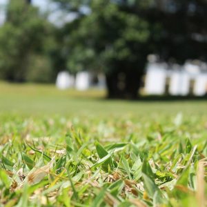 grass clipping removal brisbane