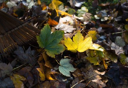 A Winter Garden Maintenance Guide