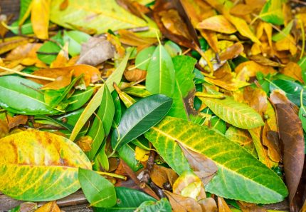 Help the Environment with a Garden Waste Bin