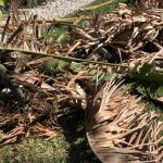 garden skip bins Brisbane