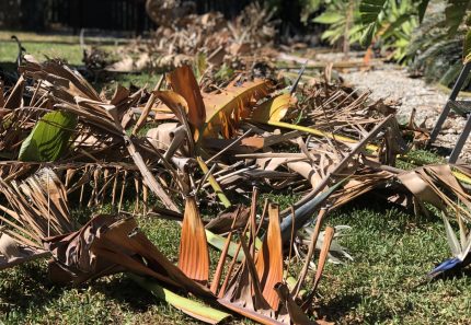 Mini Skip Bins – Perfect for Garden Clean-Ups